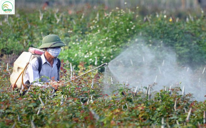 phan-trang-tren-bau-bi