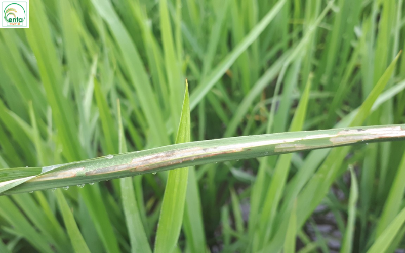 sau-cuon-la-lua-gay-hai-the-nao