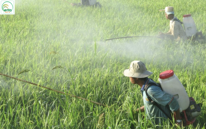 sau-cuon-la-lua-gay-hai-the-nao