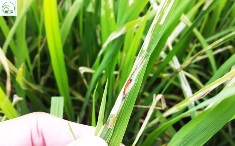 sau-cuon-la-lua-gay-hai-the-nao