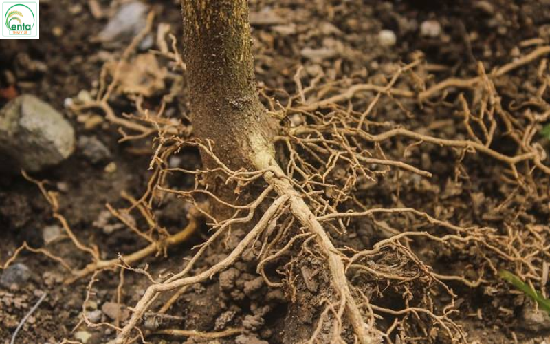 cach-xu-ly-thoi-re-cay-co-mui