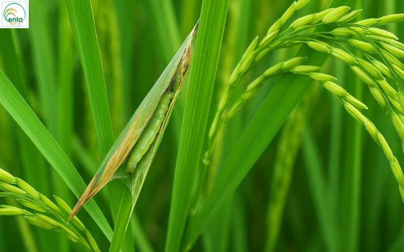 khi-nao-nen-phun-thuoc-sau-cuon-la