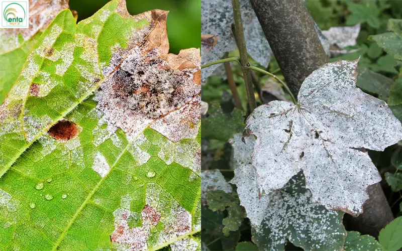 nam-trang-co-hai-cho-rau-khong