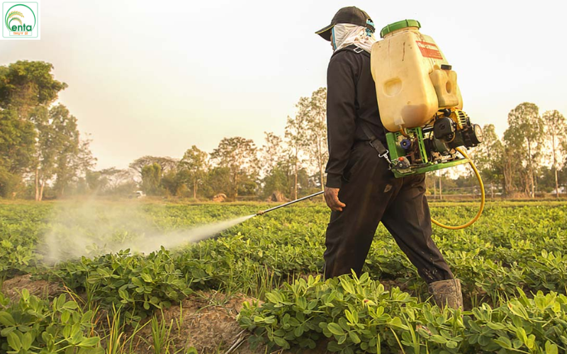 nam-trang-co-hai-cho-rau-khong