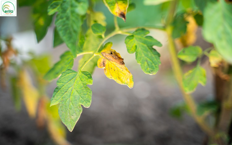 phan-bon-giup-khang-benh-vang-la