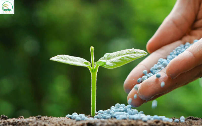 phan-bon-giup-khang-benh-vang-la