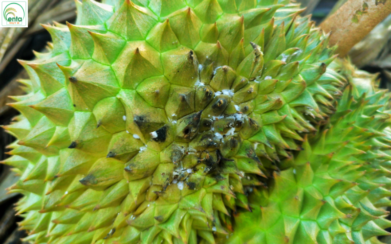 xu-ly-rep-sap-bang-sinh-hoc