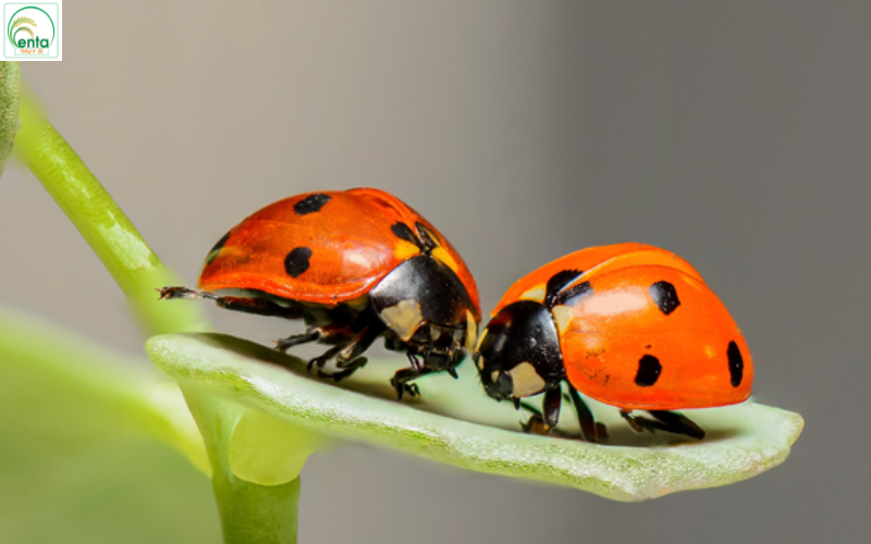 xu-ly-rep-sap-bang-sinh-hoc