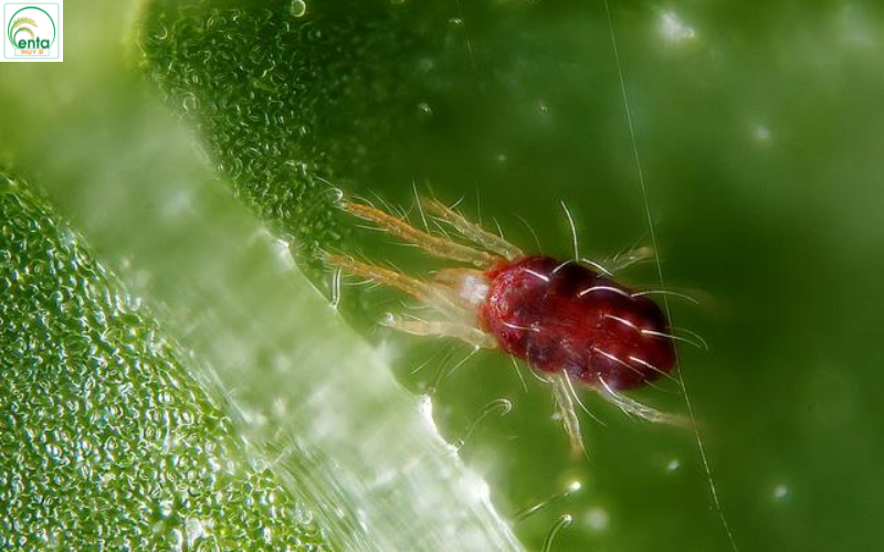 nhen-do-phat-trien-manh-nhat-khi-nao