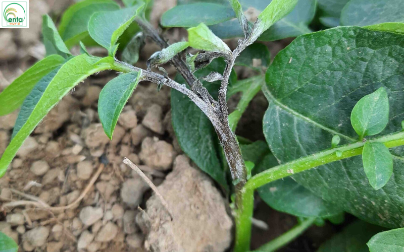 phun-thuoc-suong-mai-vao-buoi-nao