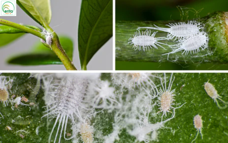 dau-hieu-nhan-biet-rep-sap-som