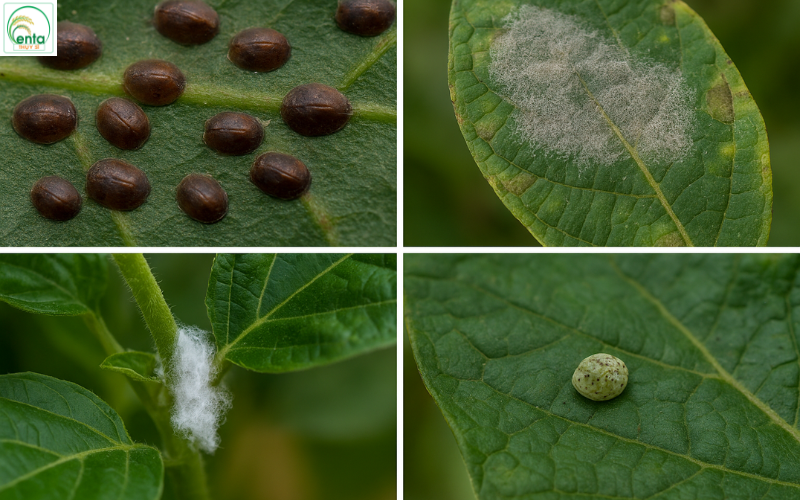 dau-hieu-nhan-biet-rep-sap-som