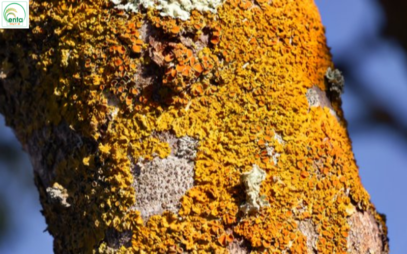 phun thuốc nấm không cháy lá cho cây trồng