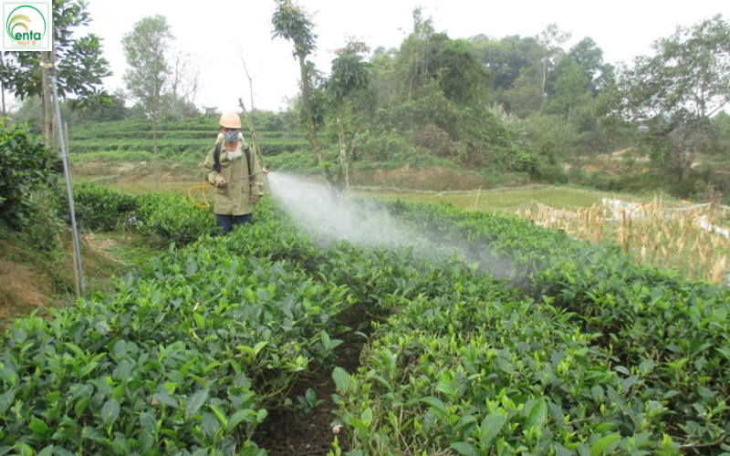 phun thuốc nấm không cháy lá cho cây trồng