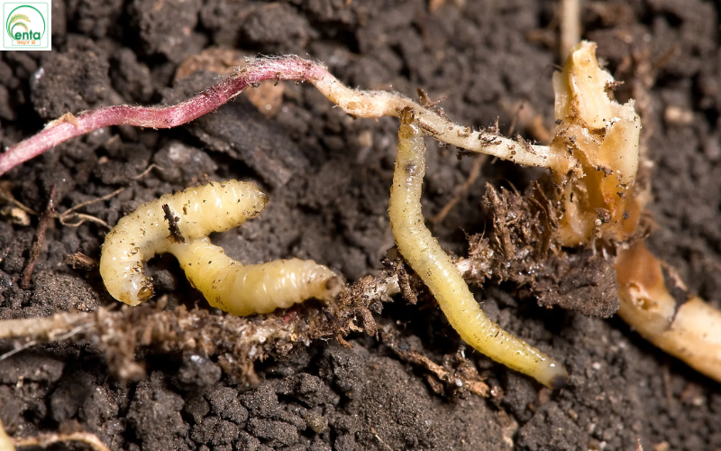 Kinh nghiệm trị sâu đất ăn rễ hữu cơ từ nhà vườn