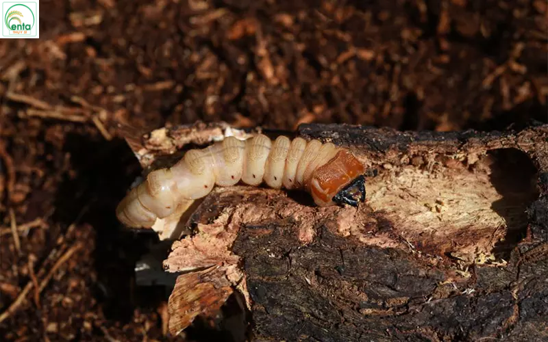 Kinh nghiệm trị sâu đất ăn rễ hữu cơ từ nhà vườn