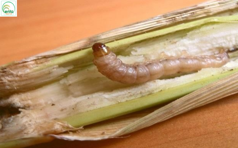 Cách trị sâu đục thân hiệu quả