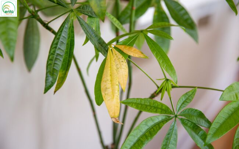 Dấu hiệu cây cần phun thuốc trị bệnh