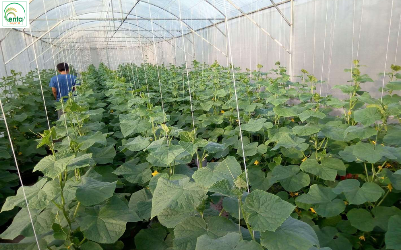 Dấu hiệu cây cần phun thuốc trị bệnh