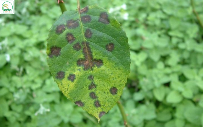 Dấu hiệu cây cần phun thuốc trị bệnh