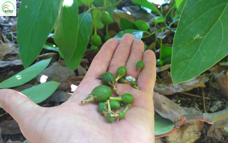 Dùng thuốc trừ sâu đúng liều