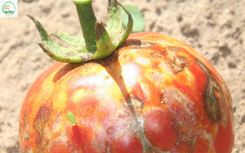 bọ trĩ có lây bệnh không