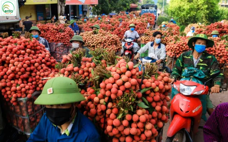 Vải Thiều Vào Vụ