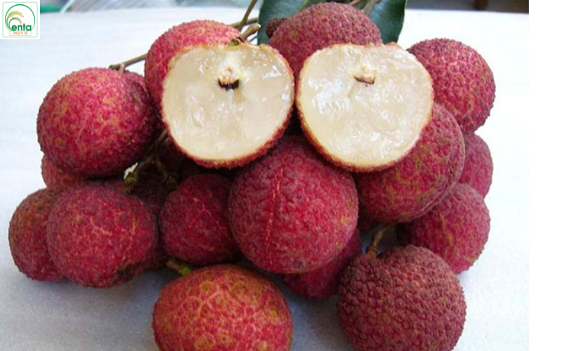 Vải Thiều Vào Vụ