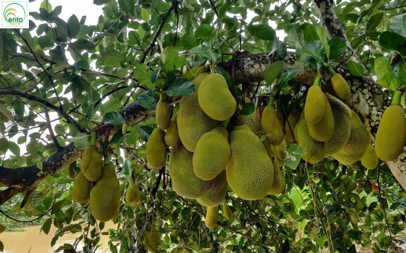 cách kết hợp phân bón cho mít theo từng giai đoạn