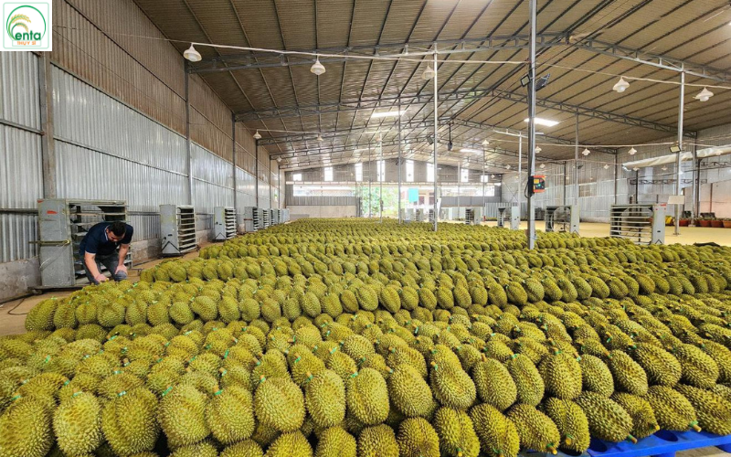 EU thanh tra sầu riêng Việt Nam