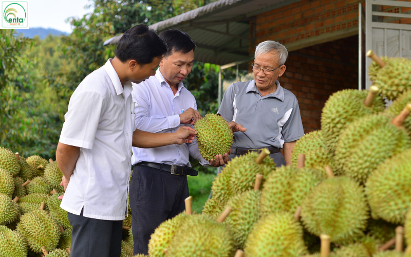 EU thanh tra sầu riêng Việt Nam