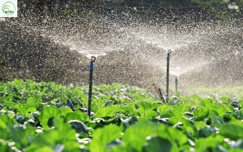 cách pha phân bón lá đúng liều