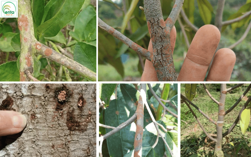 Dấu hiệu nấm tấn công trên cây ăn trái