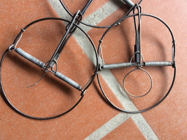 chuột hại lúa ban đêm