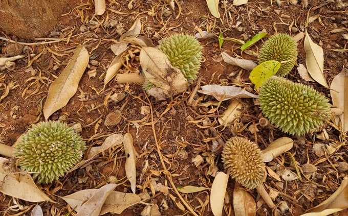  mất mùa sầu riêng