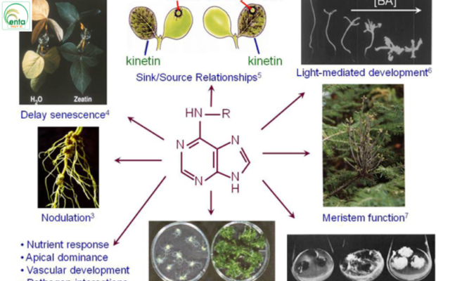 chat-dieu-hoa-sinh-truong