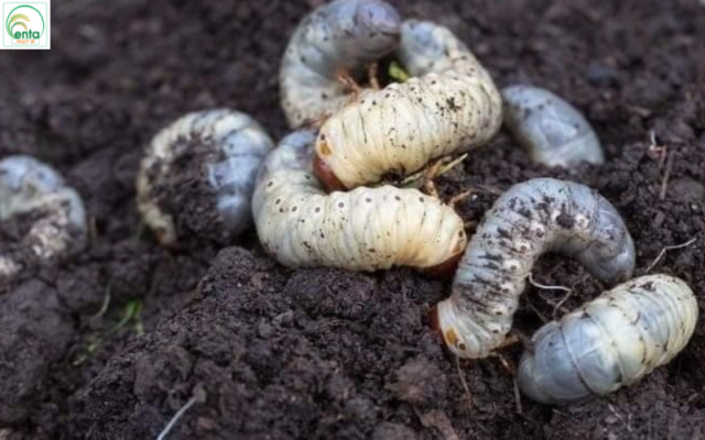 su-dung-voi-co-tri-duoc-sau-dat-khong