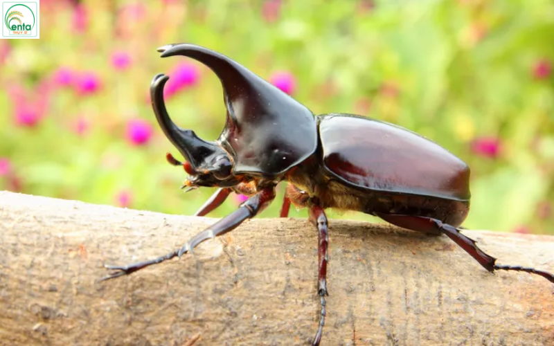 bo-canh-cung-gay-hai-cay-an-trai