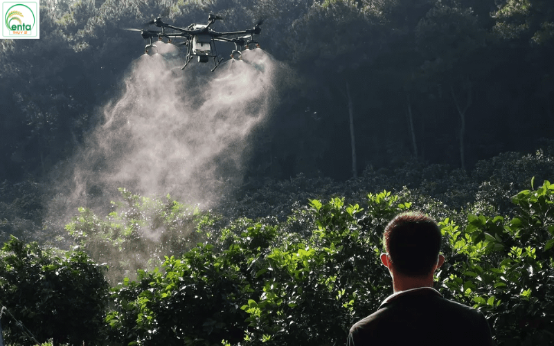 bo-canh-cung-gay-hai-cay-an-trai