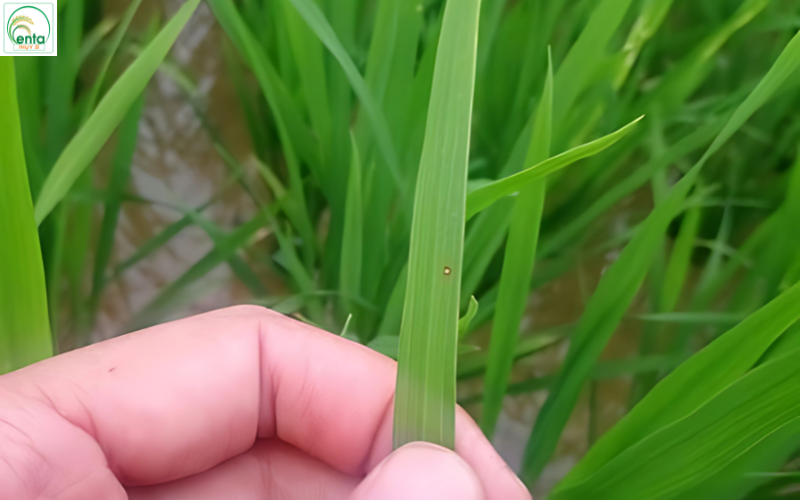 thoi-diem-phun-thuoc-tri-dao-on -hieu-qua