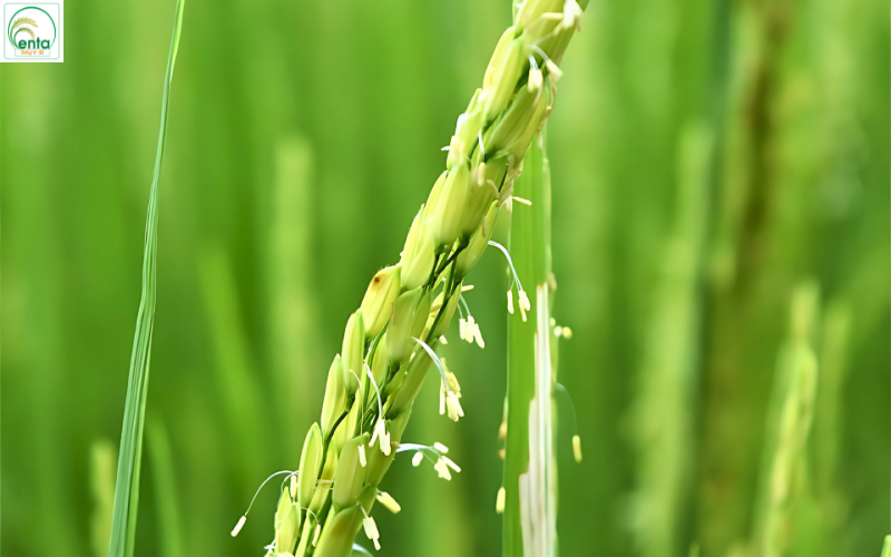 thoi-diem-phun-thuoc-tri-dao-on -hieu-qua