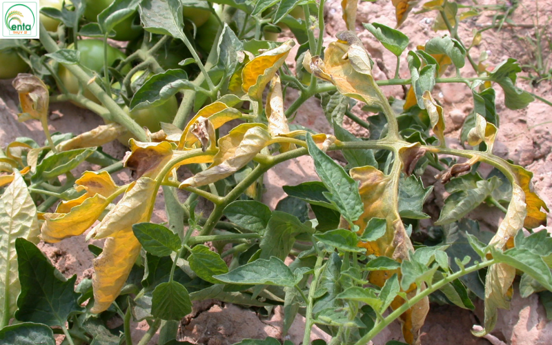 benh-heo-ru-co-lay-khong