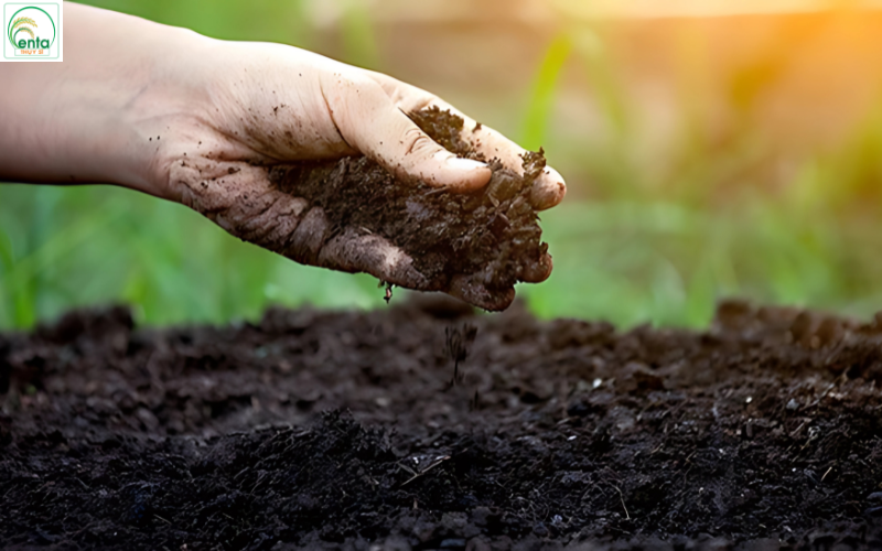 benh-heo-ru-co-lay-khong