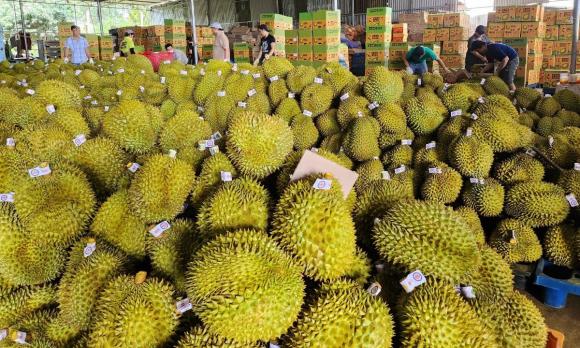  mất mùa sầu riêng