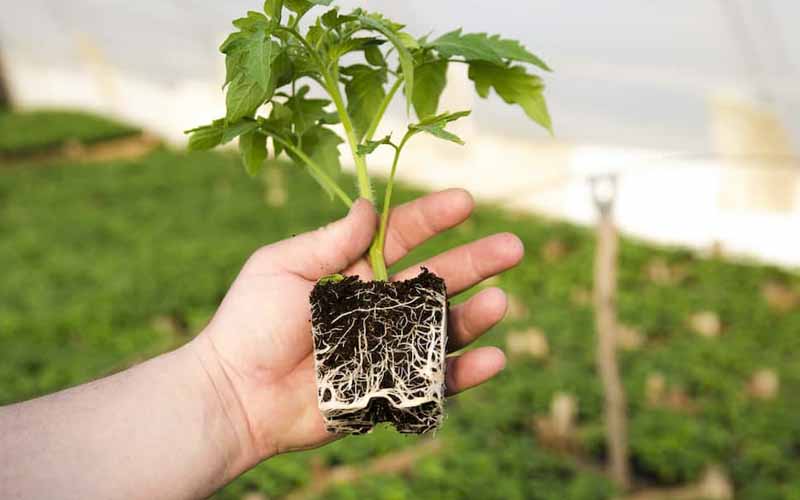  Có nên dùng kích rễ cho cây mới trồng