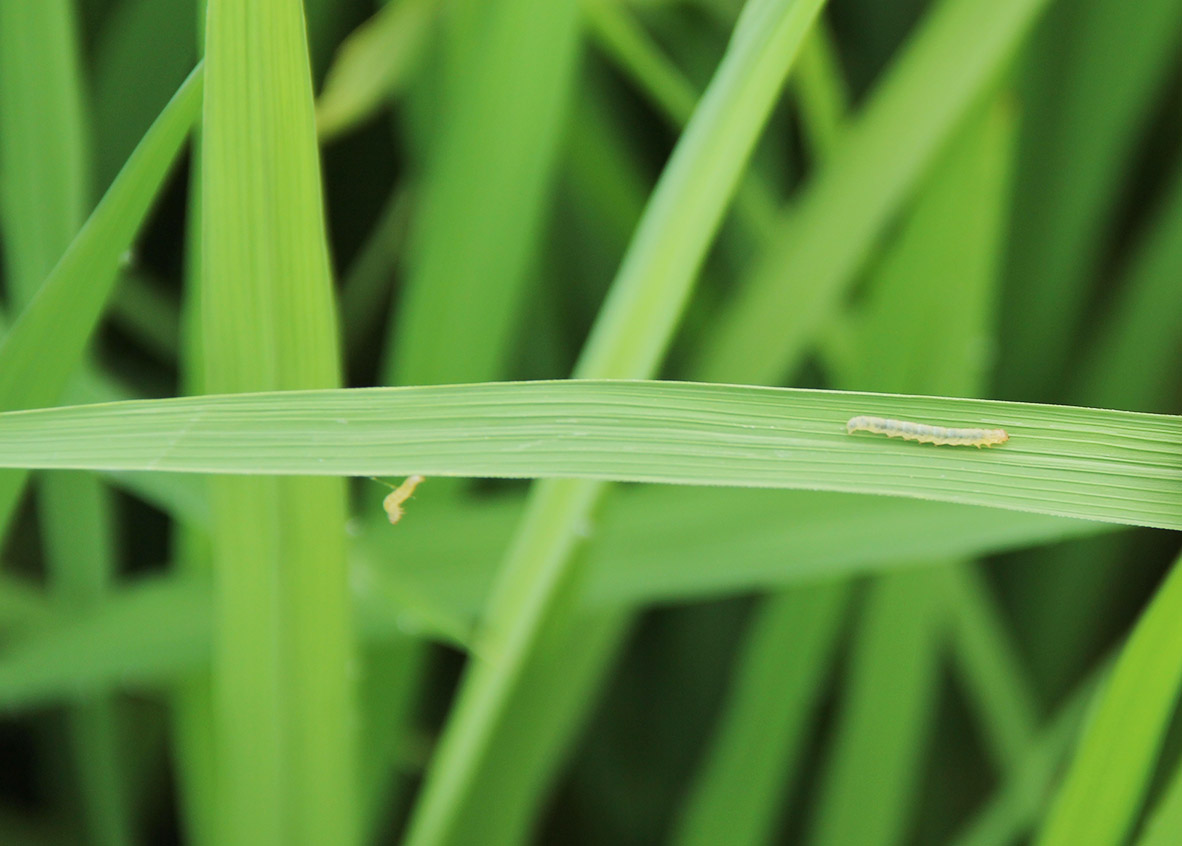 Sâu Bệnh Hại Cây Trồng Năm Nay