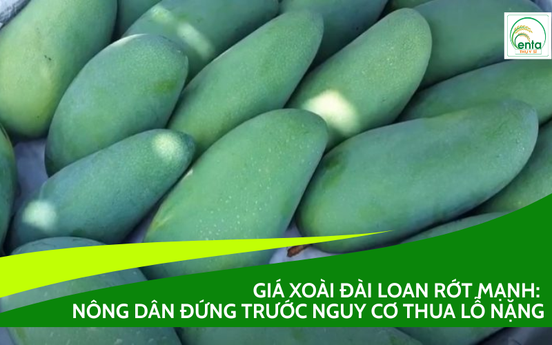 Giá Xoài Đài Loan