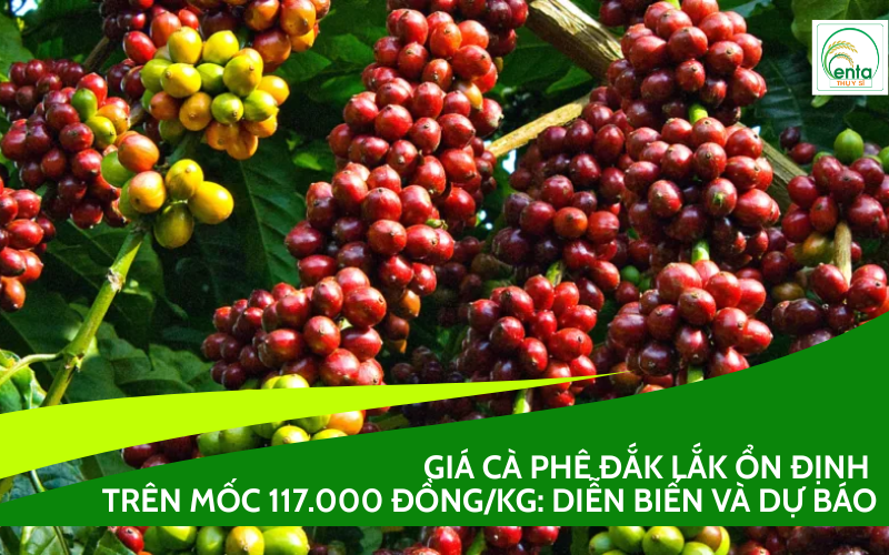 Giá cà phê Đăk Lăk