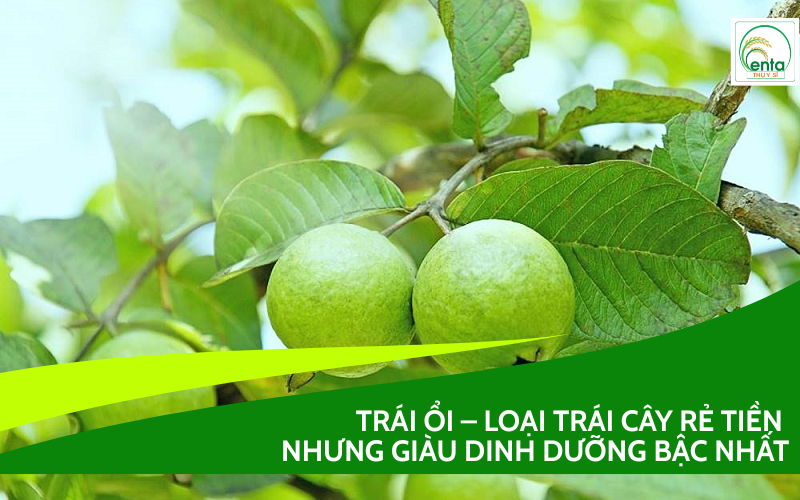 Trái Ổi