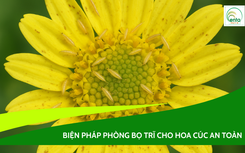 phòng bọ trĩ cho hoa cúc